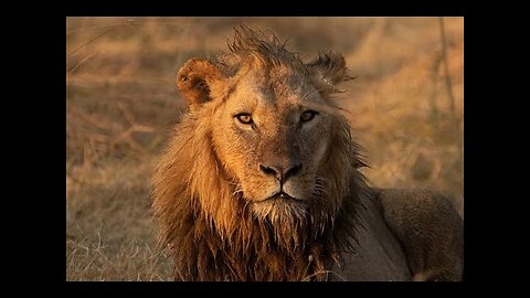 Drama - Lion and Buffalo fight - Moremi Game Reserve. Botswana