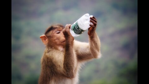 So cleaver, act like a social animal...it will make you laugh...😀😀😀😄😄
