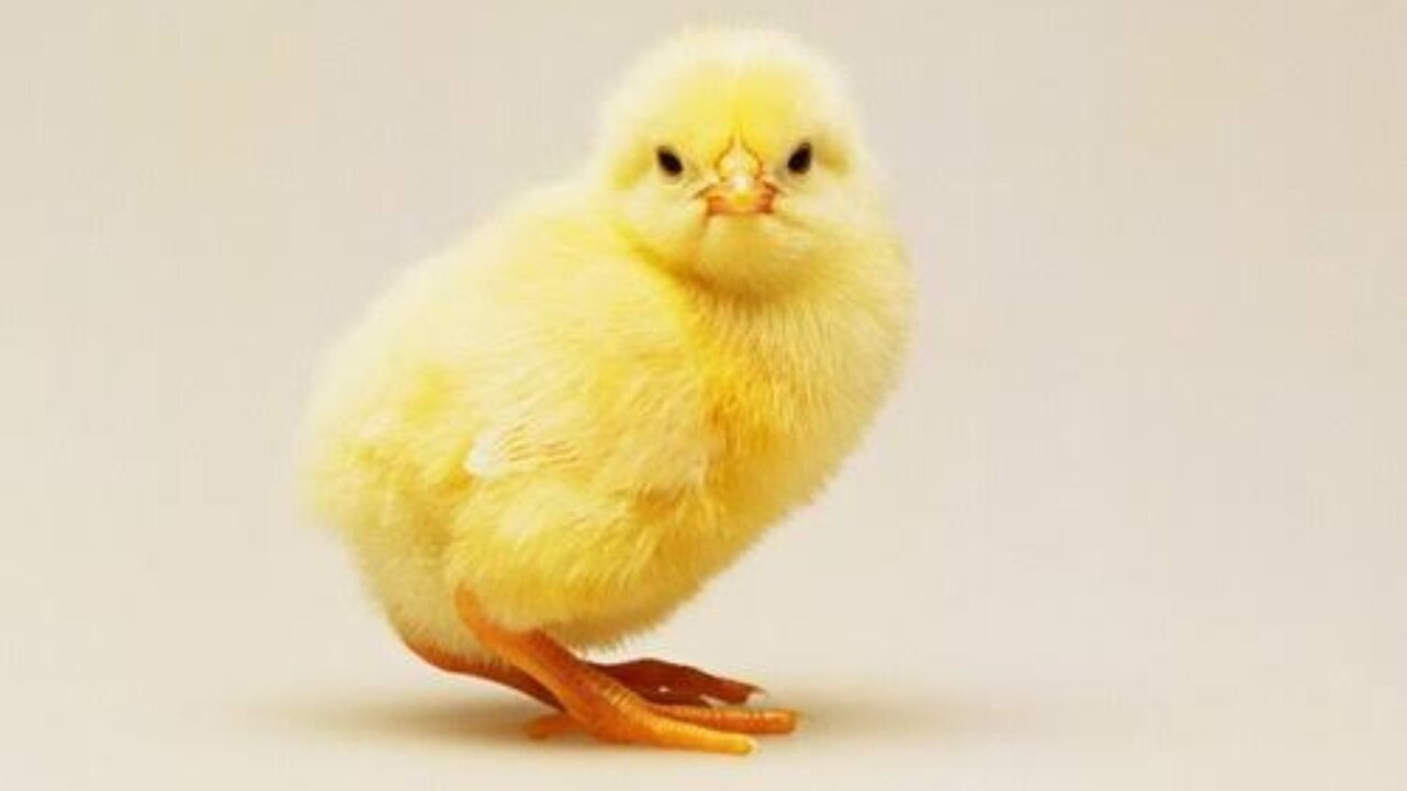 Funny moments baby hen funniest chicks video coloured chicks chicken hen baby