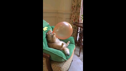A cat try to blow ballon ,funny clip