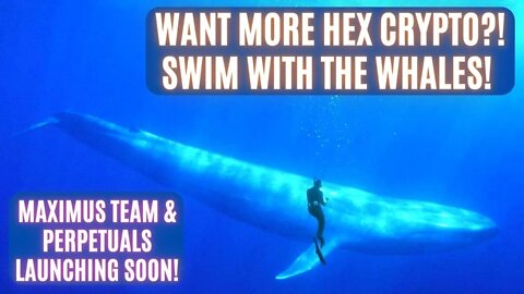 Want More Hex Crypto?! Swim With The Whales! Maximus TEAM & PERPETUALS Launching Soon!