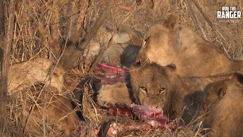 Lots Of Lions With A Buffalo Breakfast
