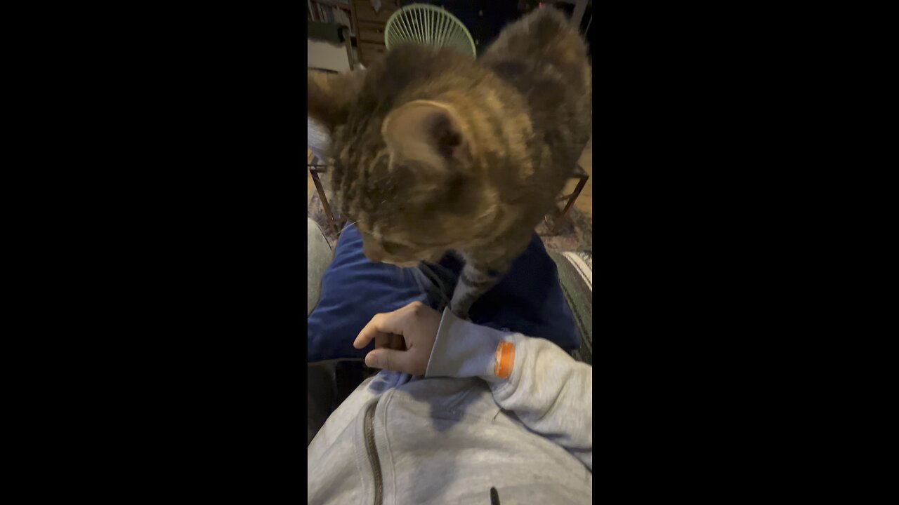 Massage cat