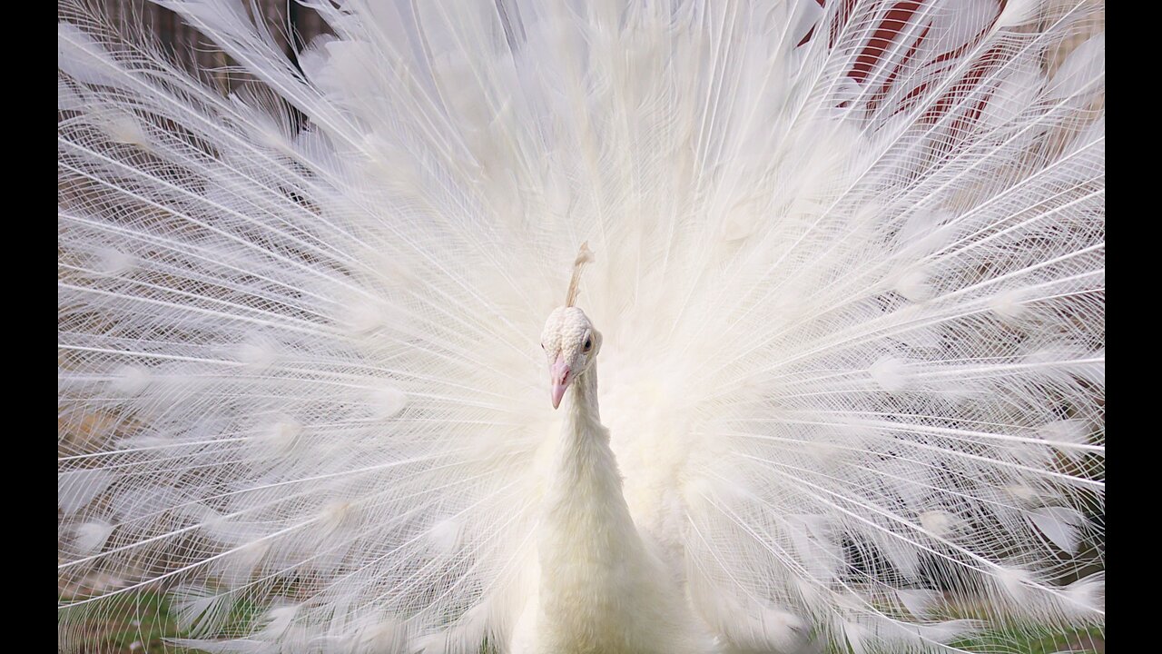 White peacock dance