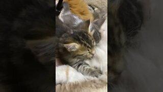 Nursing Kitten up Close, Falls Asleep With Tongue Out