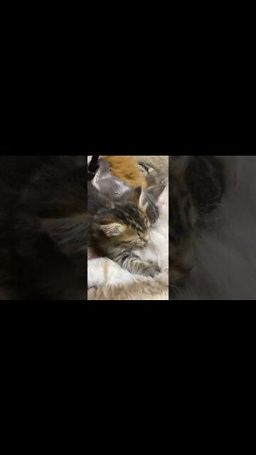 Nursing Kitten up Close, Falls Asleep With Tongue Out