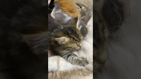 Nursing Kitten up Close, Falls Asleep With Tongue Out