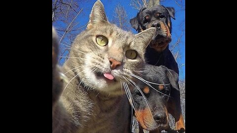 Funny animals . cats and dogs