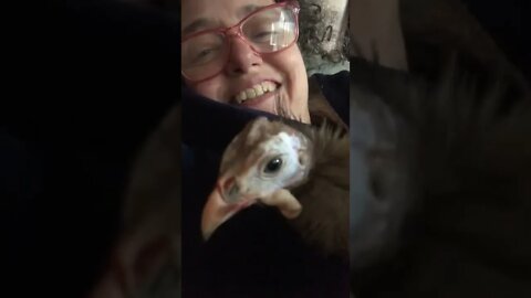 Cutest little disabled guinea fowl sits with human 💕
