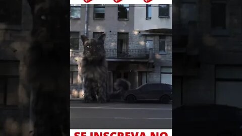 Gato Gigante #shorts