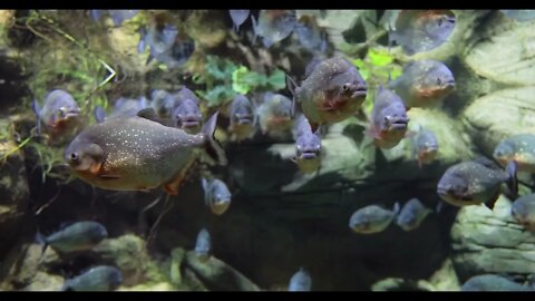 Piranha Colossoma macropomum in an aquarium565