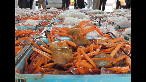 ALASKA SNOW CRAB FISHING SEASON CANCELLED - LEAVING FISHERMAN WITOUT AN INCOME