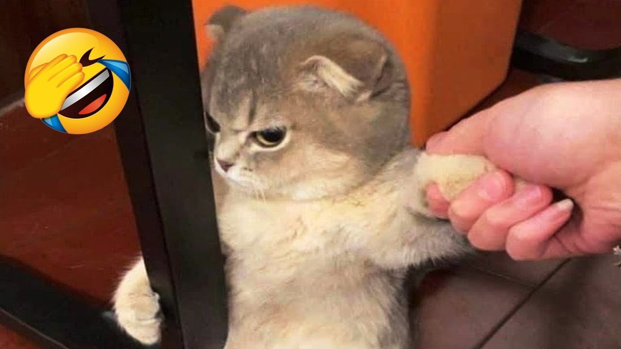 Funniest Animals 2022 π Funniest Cats and Dogs πΊπΆ Part 21 | Show Time 7