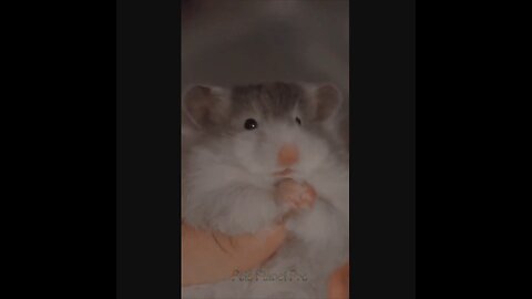 @Shorts Amazing funny and uniques pet videos @Short 16_Full-HD