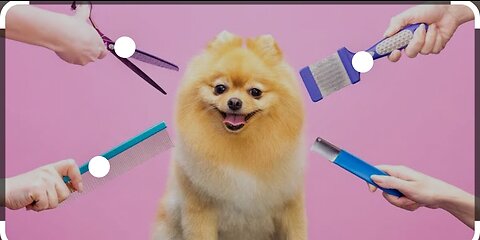 Hairdresser reacts to cute dog haircuts
