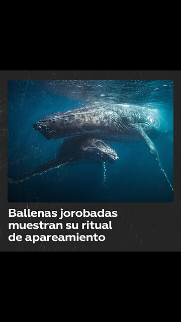 Espectáculo natural de las ballenas jorobadas en Colombia