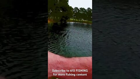 Massive grass carp 🐟 🎣 🐟tries to spool me | Florida golf pond. #615FISHING #fishing #creekfishing
