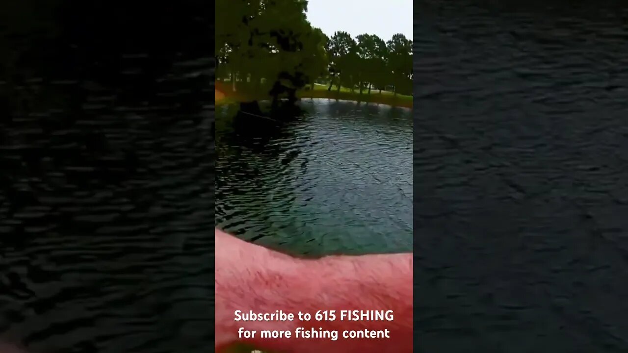 Massive grass carp ๐ ๐ฃ ๐tries to spool me | Florida golf pond. #615FISHING #fishing #creekfishing