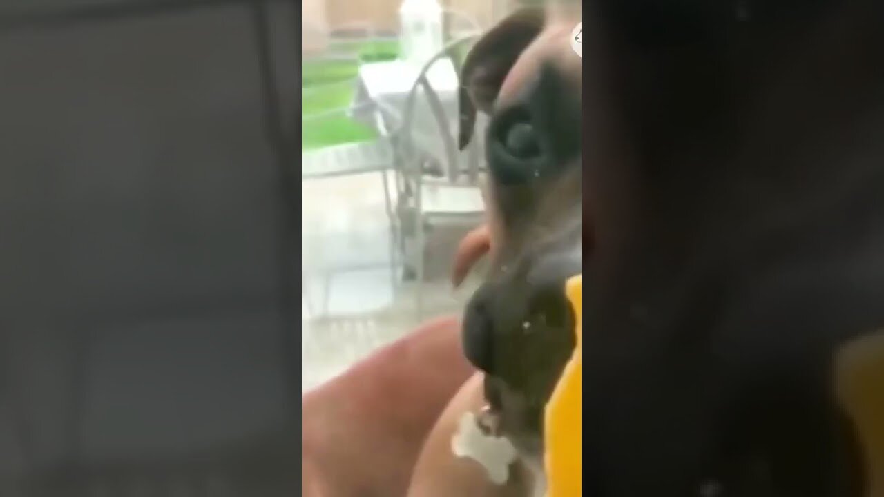 New funny videos 2022 🤣😍 #shorts #youtubeshorts #funny