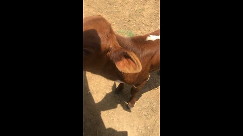 Pinzgauer cattle