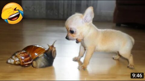 Funny animals