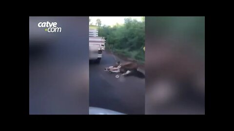 Motorista é flagrado puxando cavalo com corda na BR 163