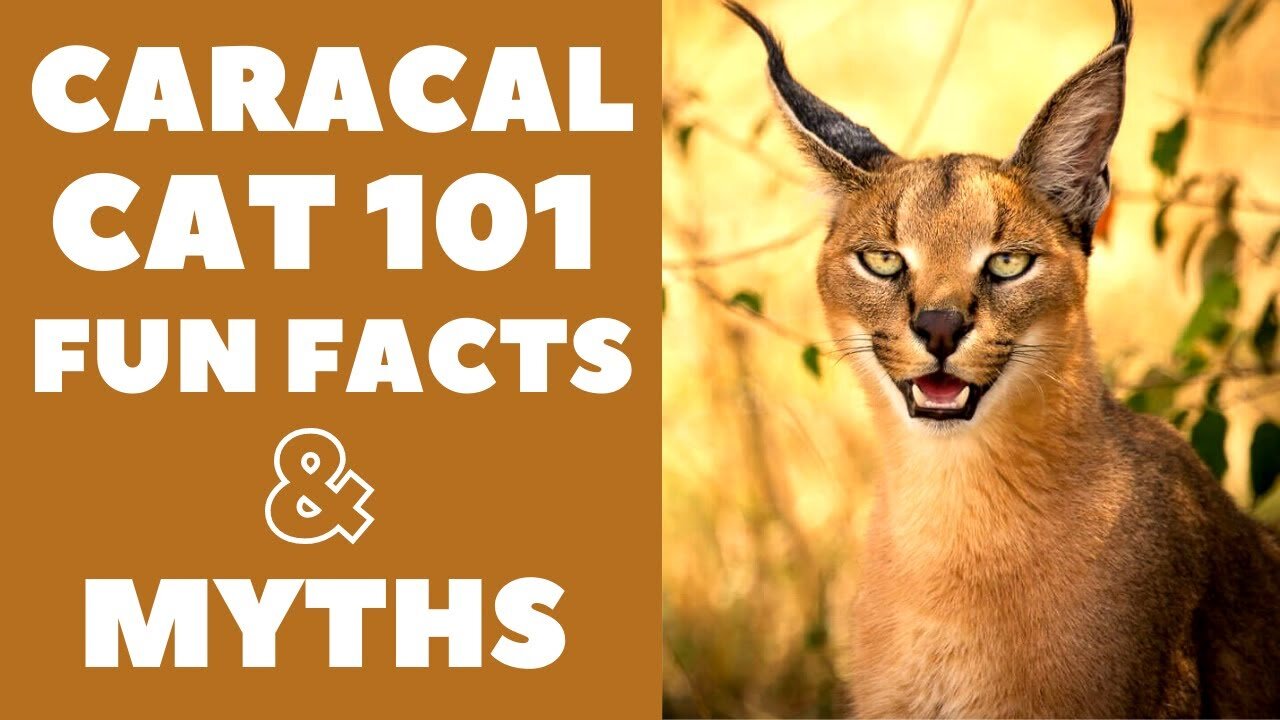 Caracal Cats 101 : Fun Facts & Myths