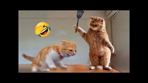Funny Animal Videos 2023 😂 - Funniest Cats And Dogs Video 😺😍 #petsvideo