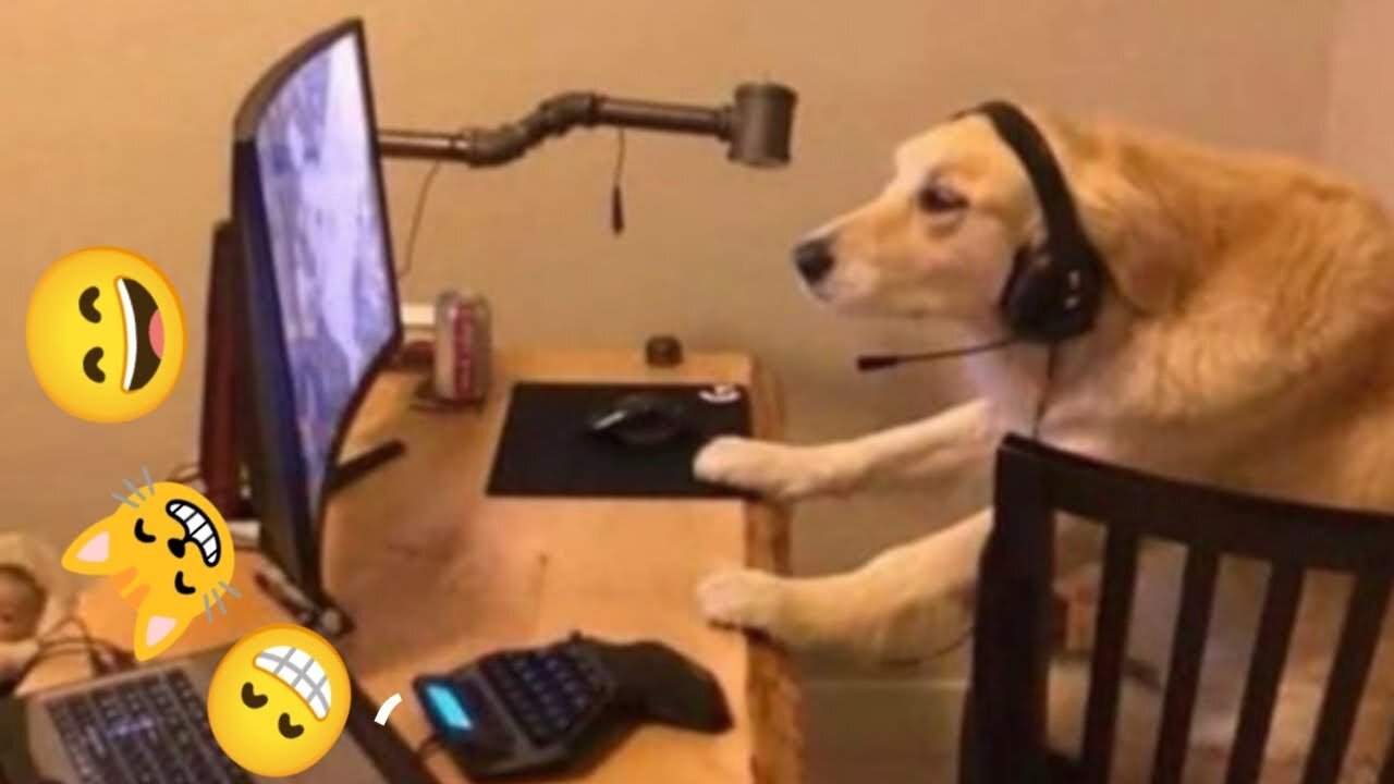 Funniest Cat And Dogs 😂 Funny Animal Videos 2022 #8