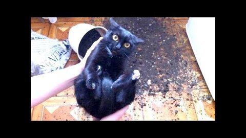 Funny animal video
