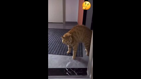 Talking cat in real🐈😹