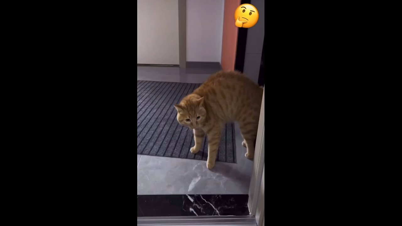 Talking cat in real🐈😹