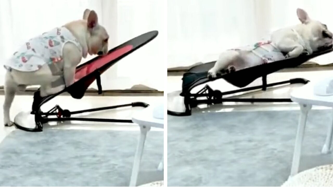 Dog Lazy, Going To Take A Very Good Nap