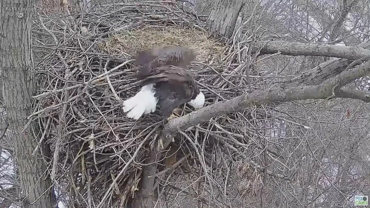 Hays Eagles Dad climbs down the nest to chase the Squirrel again 2922 1720 part 2