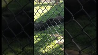 Black Panthers play fighting with each other