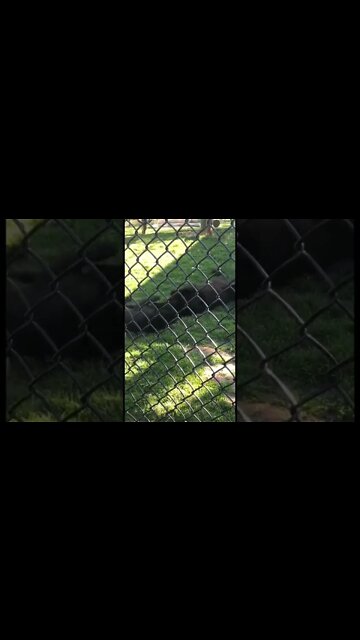 Black Panthers play fighting with each other