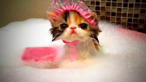 Adorable pets and funny animals compilation