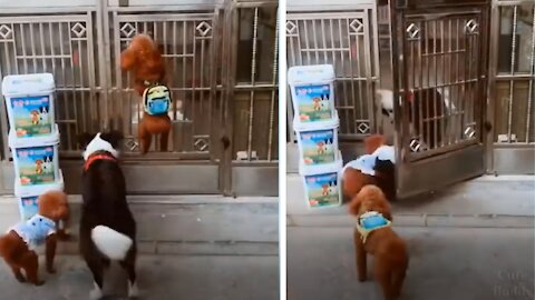 You Will Laugh Must 🤣 Funny DOG Videos 🐶