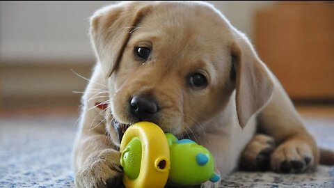 CUTE LABRO PUPPY TRAINING BASICS