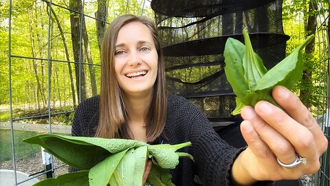 Harvesting Herbs for Herbal Medicine | VLOG