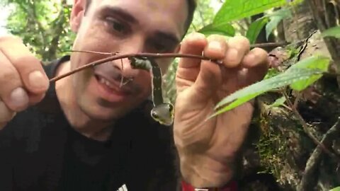 A caterpillar that takes the form of a snake when it feels threatened