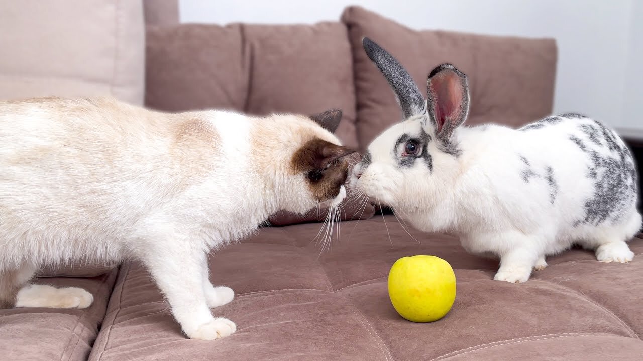 The First Meeting of a Cat and a Rabbit