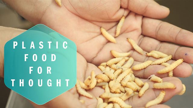 The caterpillars that can erase plastic from the planet