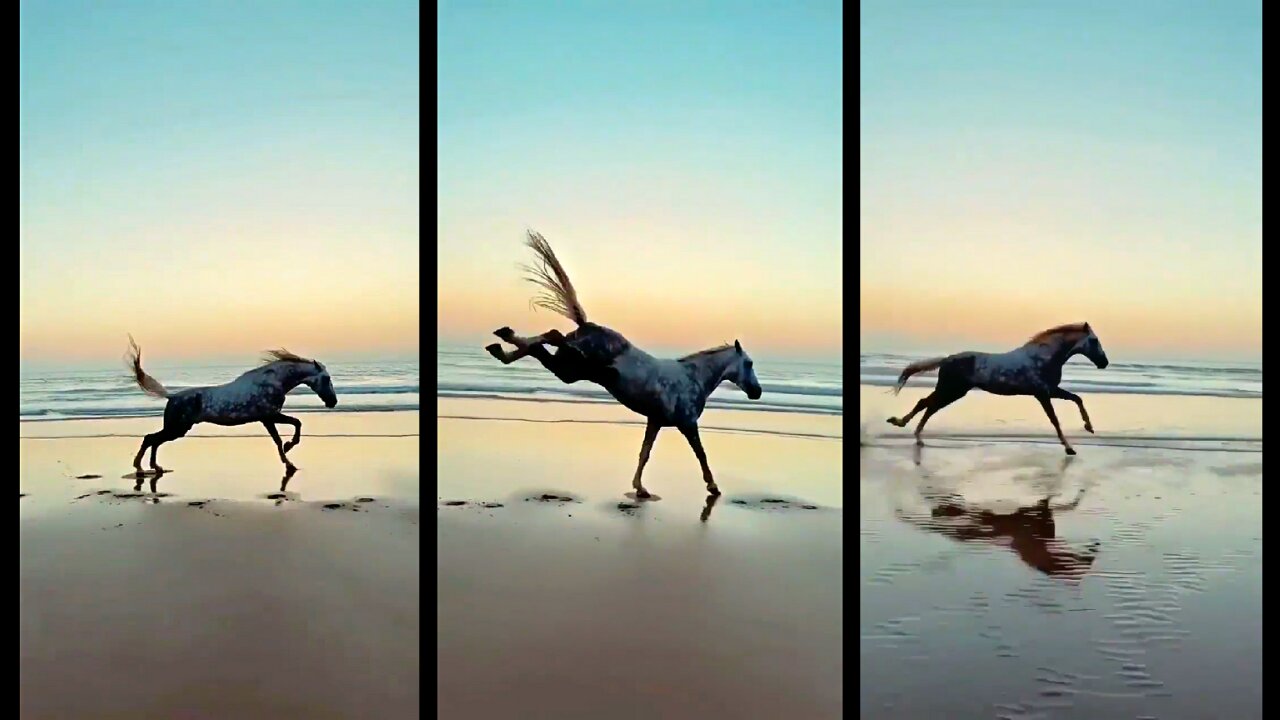 horse Running in a beach with unstoppable song