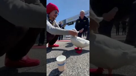 Duck Runs Marathon & Gets a Medal