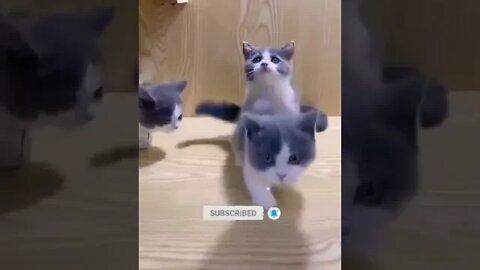 cute cat videos 😹 funny videos 😂 958 😻#shorts #shortsfunny #cutecat #catvideos #cats #catscare #cat
