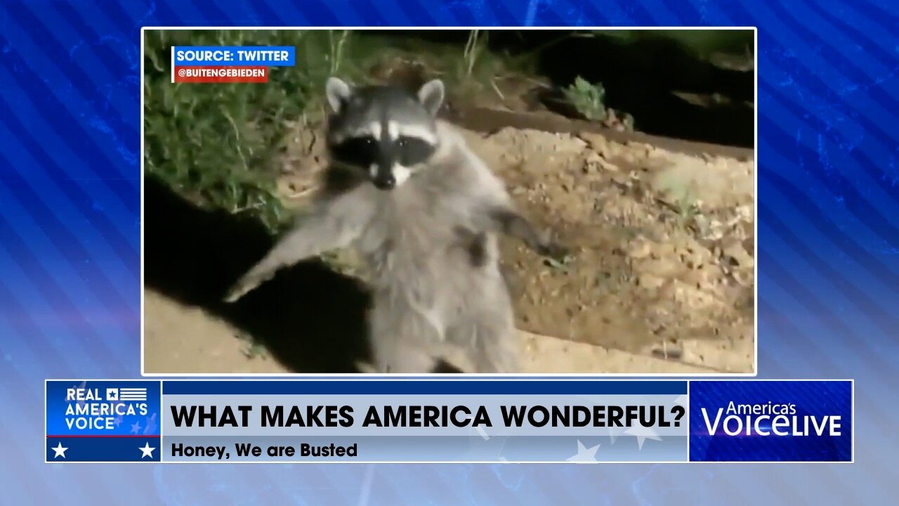 Raccoons get busted: “We got caught, just act normal.”