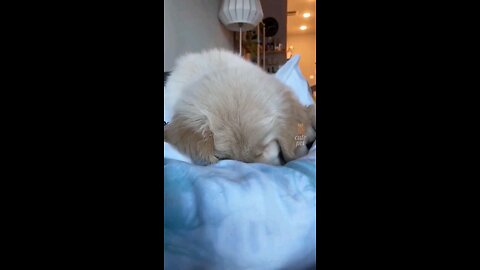 funny animal videos