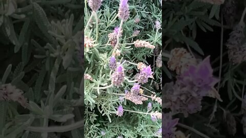 Abelhas 🐝 colhendo o polem