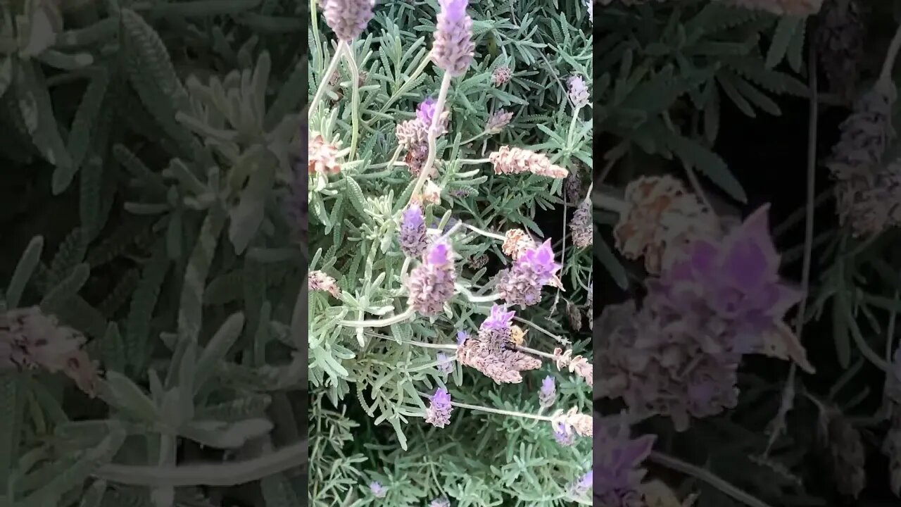 Abelhas 🐝 colhendo o polem